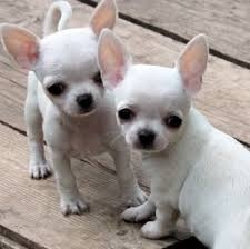 Chihuahua Puppy FOR SALE ADOPTION