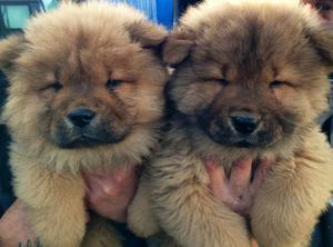 Chow Chow Puppies FOR SALE ADOPTION