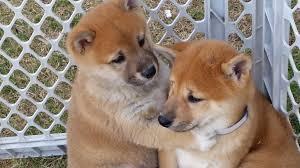 Family raised Shiba Inu Pups FOR SALE ADOPTION