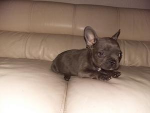 French Bulldog Puppies FOR SALE ADOPTION