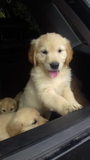 Golden Retriever Pups FOR SALE ADOPTION