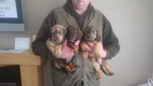 Kc Working Imported Wire Haired Daschund Pups FOR SALE ADOPTION