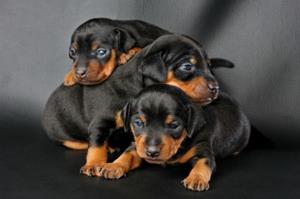 Miniature Pinscher Puppy FOR SALE ADOPTION