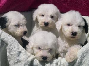 Old English Sheepdogs Available FOR SALE ADOPTION