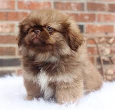 Pekingese Puppy for sale FOR SALE ADOPTION