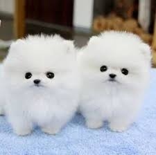 Pomeranian Pups FOR SALE ADOPTION