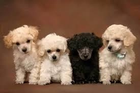 Standard Poodle Pups FOR SALE ADOPTION