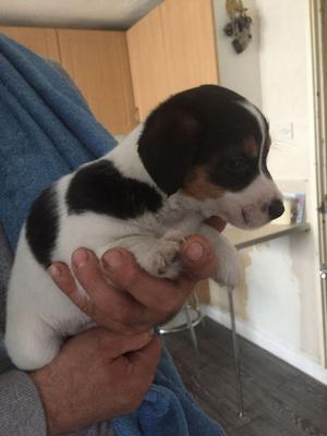 Stunning Jack Russells FOR SALE ADOPTION