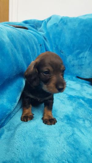 Wirehaired Dachshund teckel Pups FOR SALE ADOPTION
