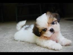 Young male and female Shih Tzu Puppies FOR SALE ADOPTION