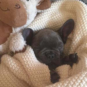 12 weeks old French Bulldog Looking new home FOR SALE ADOPTION