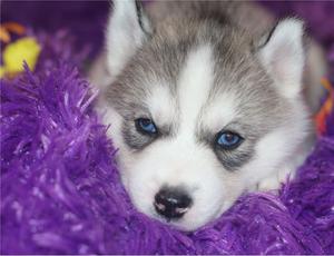 Blue Eyes Siberian Husky puppies FOR SALE ADOPTION