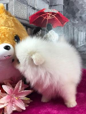 Gorgeous Pomeranian Puppies Available FOR SALE ADOPTION