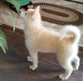 Pomsky FOR SALE ADOPTION