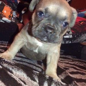 Quality Frenchbull Dogs FOR SALE ADOPTION