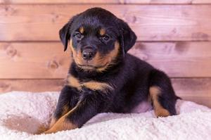 Rottweiler Puppies looking for new home FOR SALE ADOPTION