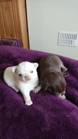 Stunning Chihuahua Puppies For Sale FOR SALE ADOPTION