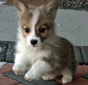 Welsh Corgi Pembroke Puppies FOR SALE ADOPTION