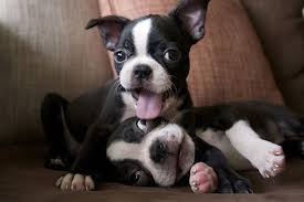 adorable litter boston terrier puppies for sale FOR SALE ADOPTION
