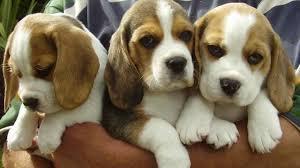 beagle pups FOR SALE ADOPTION