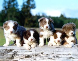 fantastic border collies puppy FOR SALE ADOPTION