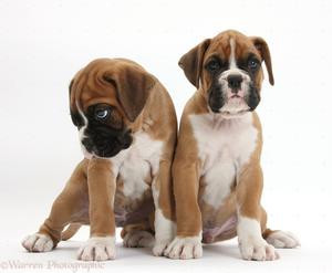 female and male boxer pups FOR SALE ADOPTION