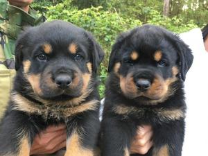 obedient rottweiler pups FOR SALE ADOPTION
