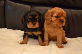 quality cavalier puppies FOR SALE ADOPTION