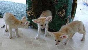Home Trained Fennec Fox Kits Contact  FOR SALE ADOPTION
