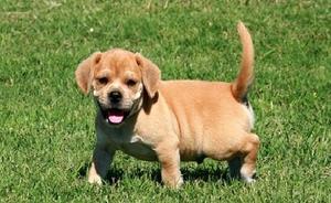 Puggle puppy for sell FOR SALE ADOPTION