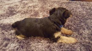 Registered Yorkshire Puppies For Re Homing FOR SALE ADOPTION