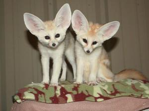 USDA FWC licensed Fennec Fox Kits Contact  FOR SALE ADOPTION