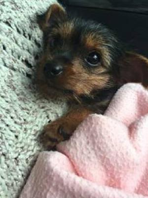 Yorkie puppies for your home FOR SALE ADOPTION