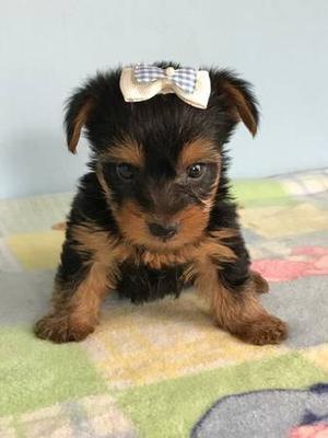 sweet Yorkie puppies FOR SALE ADOPTION