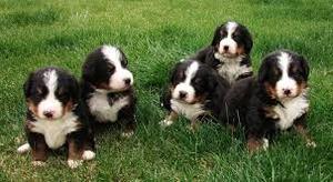 Beautiful Bernese Mountain Puppies for sale FOR SALE ADOPTION