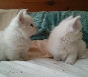 Golden Short legs Munchkin Kittens FOR SALE ADOPTION