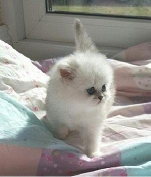 Little Cute Fluffy Himalayan FOR SALE ADOPTION