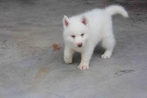 Sweet Siberian Husky Puppie FOR SALE ADOPTION