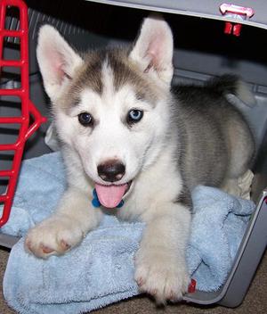 registered Siberian Husky puppies FOR SALE ADOPTION