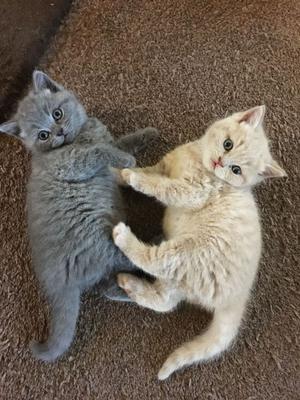 Cute British Shorthairs Available now FOR SALE ADOPTION