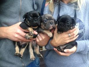 most Beautiful Kc Registered French Bulldog Puppies FOR SALE ADOPTION