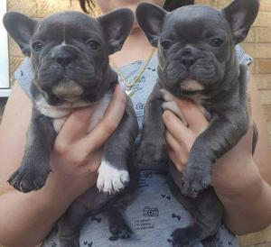 Available Blue French bulldogs FOR SALE