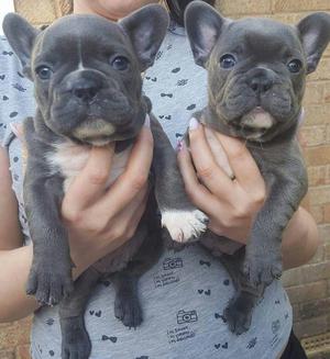 Available Blue French bulldogs FOR SALE ADOPTION