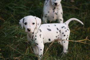 Beautifully Spotted Friendly Dalmatian Puppies FOR SALE ADOPTION