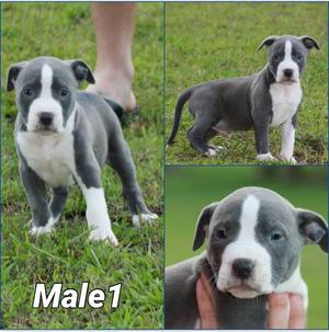 Rehoming Female American Pitbull Terrier purebreed puppy FOR SALE ADOPTION