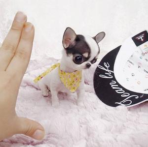 Tiny Chihuahua Puppies FOR SALE ADOPTION