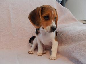 cutest Beagle puppies FOR SALE ADOPTION