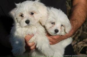 2 Maltese Puppies for adoption in lovely home AKC registered