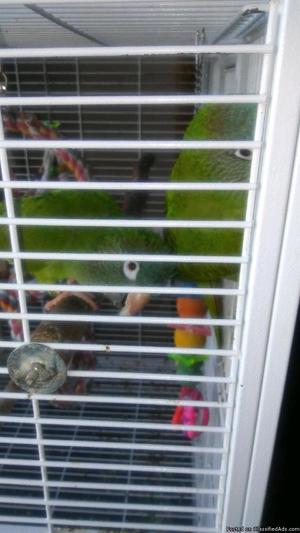 2 blue crowned conures