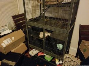 2 ferrets and a cage